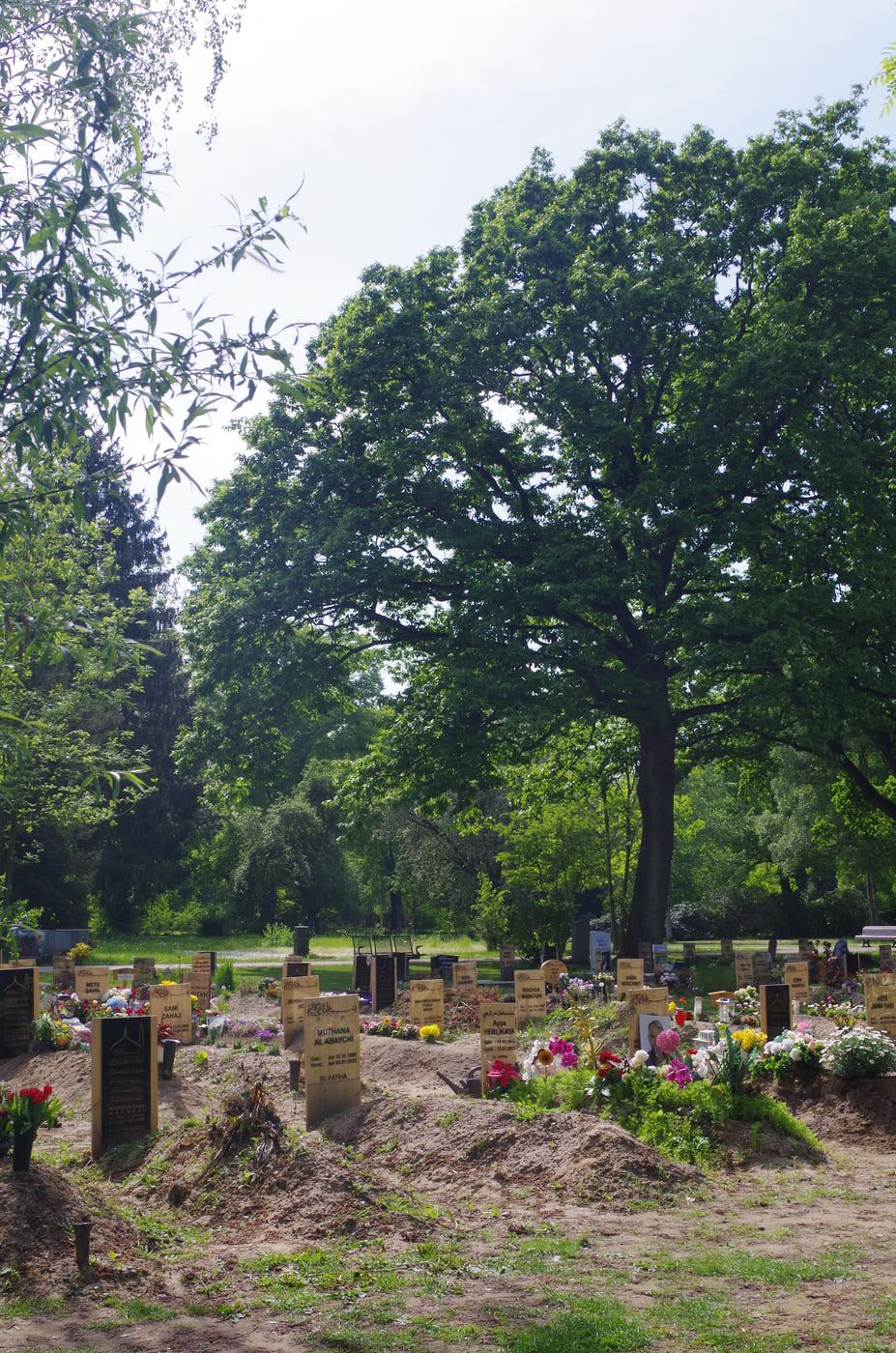 Bepflanztes Grabfeld unter einem hohen Laubbaum auf Stadtfriedhof Stöcken