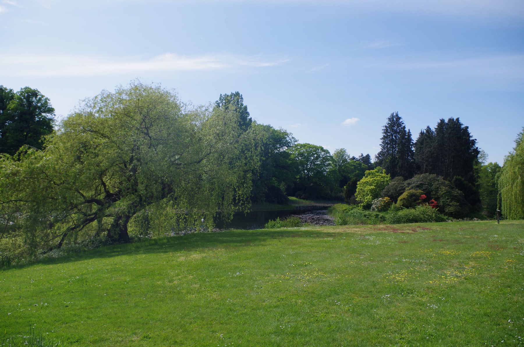 Weite Rasenfläche mit Trauerweide und Rhododendronbestand auf Stadtfriedhof Stöcken