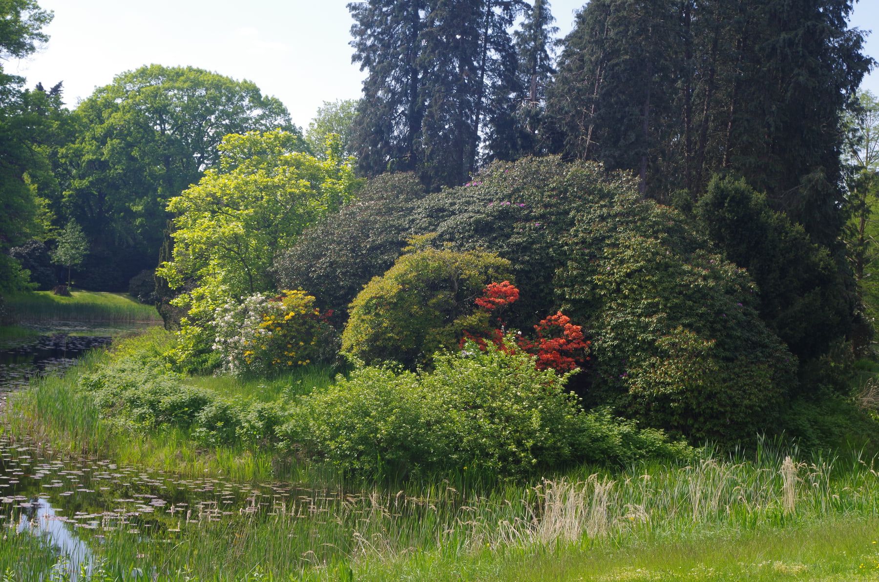 Teichufer mit dichtem Rhododendron- und Gehölzbestand auf Stadtfriedhof Stöcken